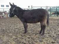 Wee Friends Farm Nitro - Small Dark Herd Sire